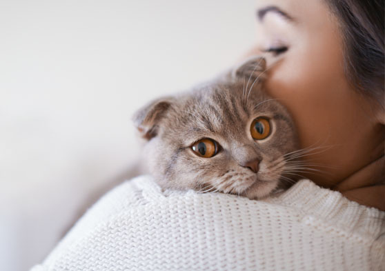 Tener un gato en casa: Resolvemos algunas dudas frecuentes